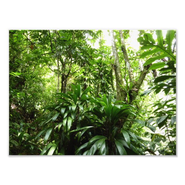 Foto Bosque lluvioso dominicano I Naturaleza tropical v (Frente)