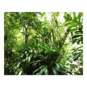 Foto Bosque lluvioso dominicano I Naturaleza tropical v