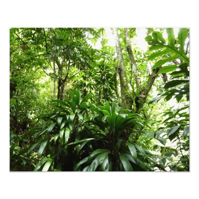 Foto Bosque lluvioso dominicano I Naturaleza tropical v (Frente)