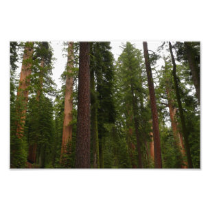 Foto Bosque Mariposa en el Parque Nacional Yosemite