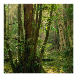 Foto Bosque Místico Namal Uyana - Antigua Ironwood