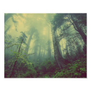 Foto Bosque Misty