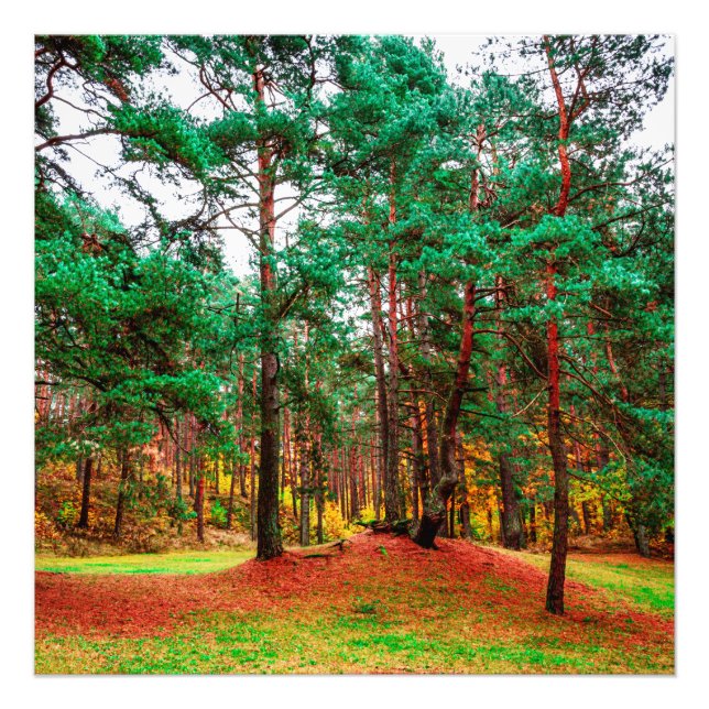 Foto Bosque mixto de otoño (Frente)
