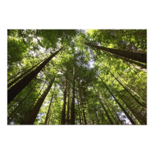 Foto Bosque Redwood, Rotorua, Nueva Zelandia