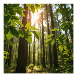 Foto Bosque Susurrante