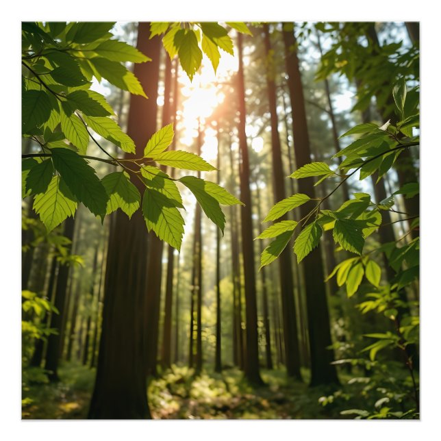 Foto Bosque Susurrante (Frente)