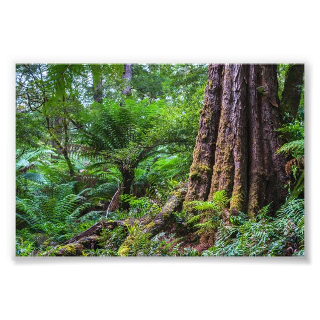 Foto Bosque tropical en el Parque Nacional Great Otway  (Frente)