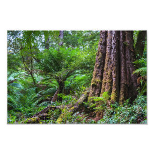 Foto Bosque tropical en el Parque Nacional Great Otway 
