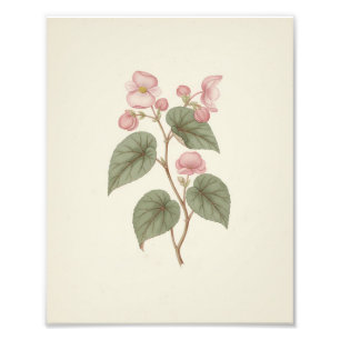 Foto Bosquejo Botánico Antiguo Vintage Begonia Rosa