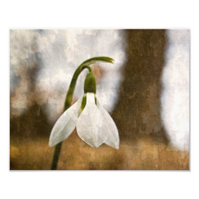 Foto Bosques de Snowdrop (Frente)
