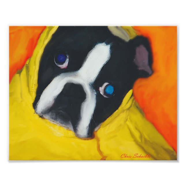 Foto Boston Terrier en un abrigo amarillo (Frente)