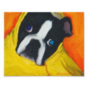Foto Boston Terrier en una capa de lluvia amarilla