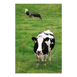 Foto Bota de Holstein