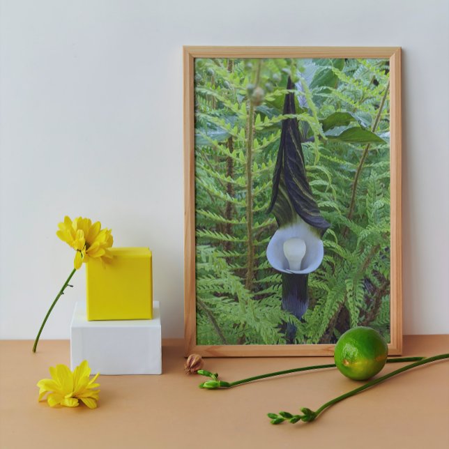 Foto Botánica de la planta Jack-in-the-Pulpit de Woodla (In Situ Framed)