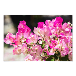 Foto Bougainvillea rosado y blanco