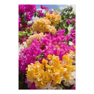 Foto Bouganvilleau, Caimán Brac, Islas Caimán,