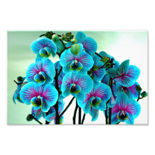 Foto Bouquet de flores de orquídea azul