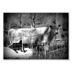 Foto Bovino blanco y negro