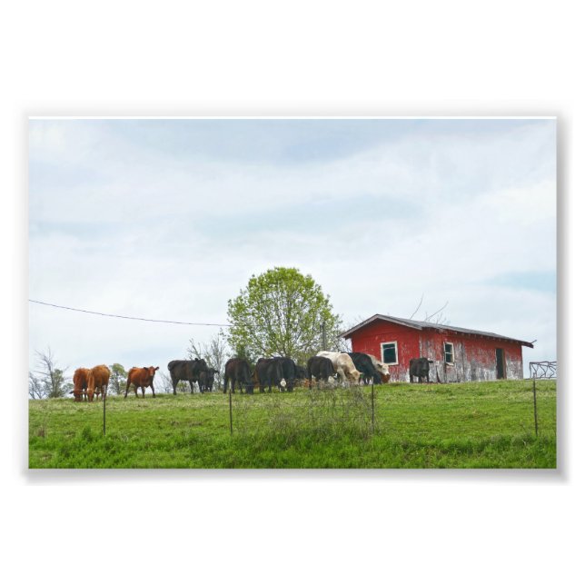 Foto Bovino de Texas y antiguo granero rojo (Frente)