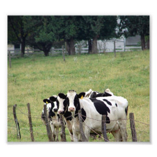 Foto Bovino lechero Amish