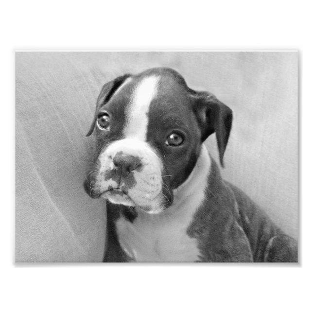 Foto Boxer puppy (Frente)