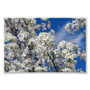 Foto Bradford Pear Blooms