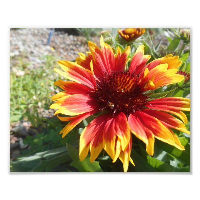 Foto Brillo en llamas (Frente)