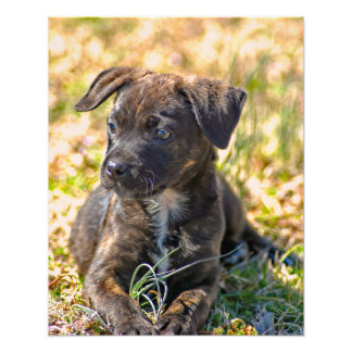 Foto Brindle Puppy y Cebolla Salvaje