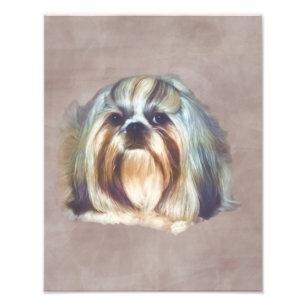 Foto Brindle y Perro Shih Tzu blanco