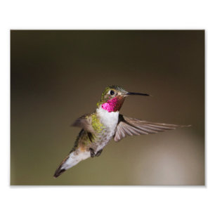 Foto Broad masculino - colibrí