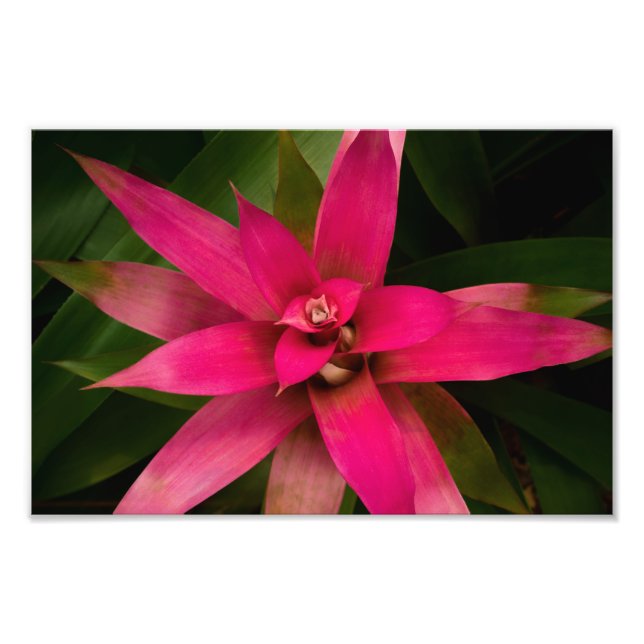 Foto Bromeliad en flor (Frente)