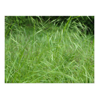 Foto Bromus tectorum