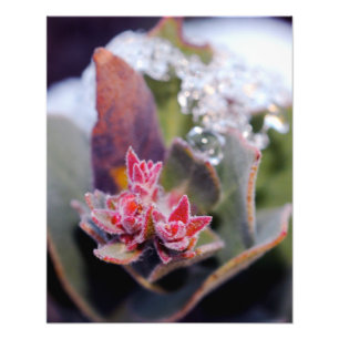Foto Brote de flor