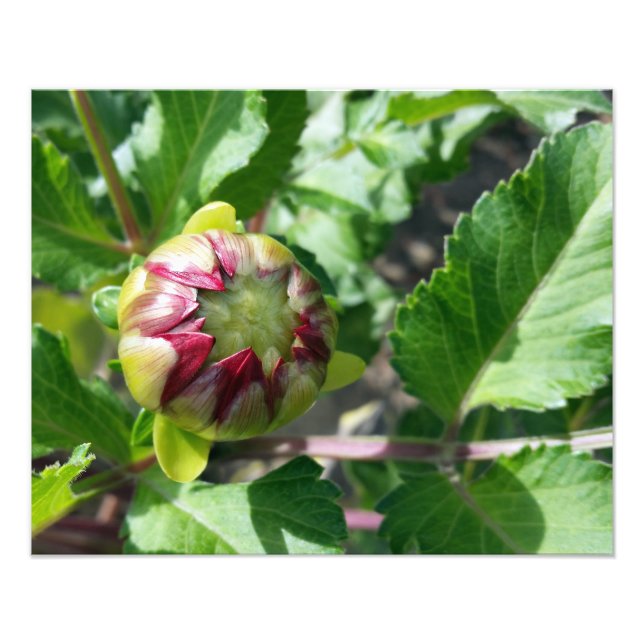 Foto brote de otoño (Frente)