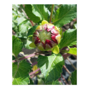 Foto brote en otoño