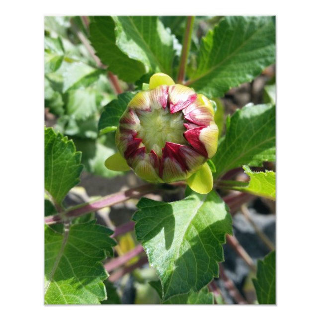 Foto brote en otoño (Frente)