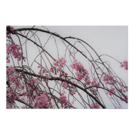 Foto Brotes de cerezo de 19"x13"