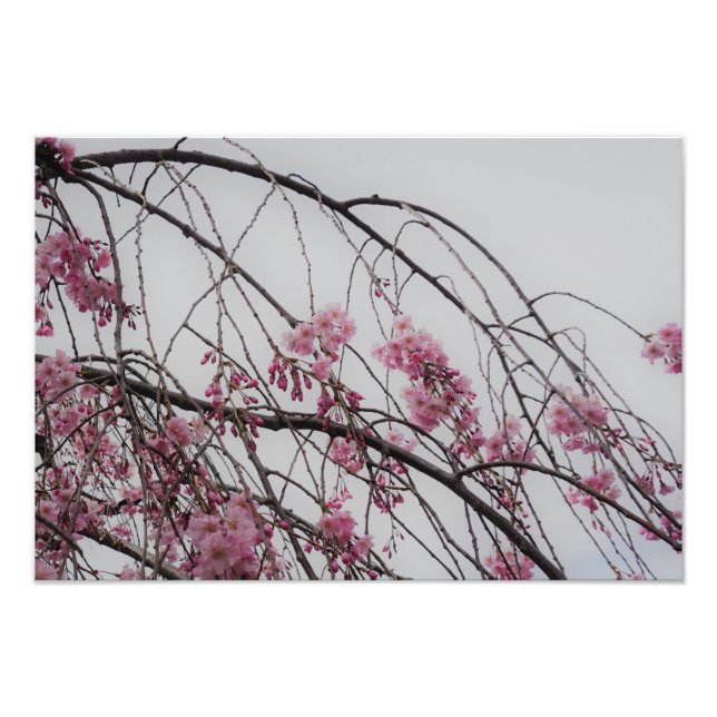 Foto Brotes de cerezo de 19"x13" (Frente)