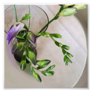 Foto brotes morados de freesia