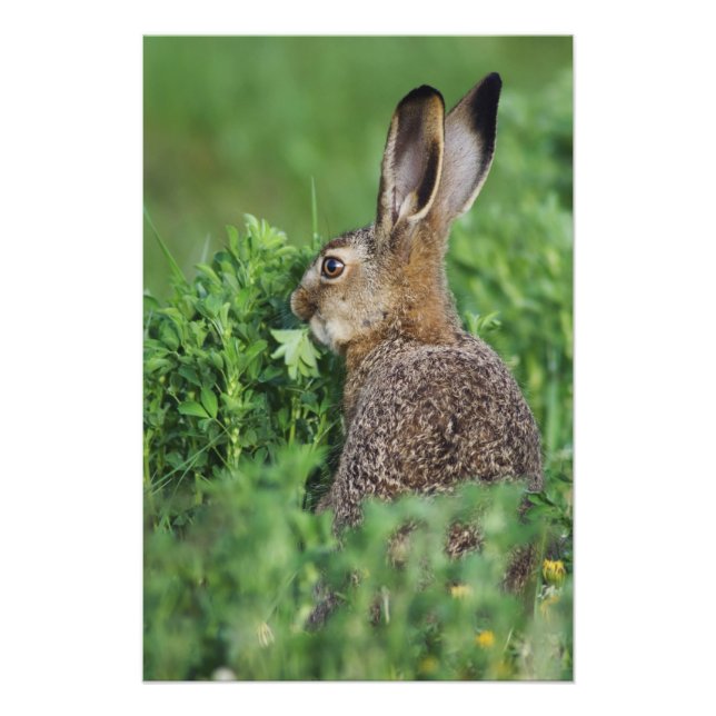 Foto Brown Hare, Lepus europaeus, comida joven, (Frente)