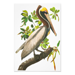 Foto Brown Pelican de John James Audubon