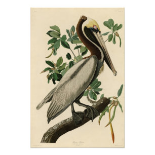Foto Brown Pelican de los pájaros de América de Audubon