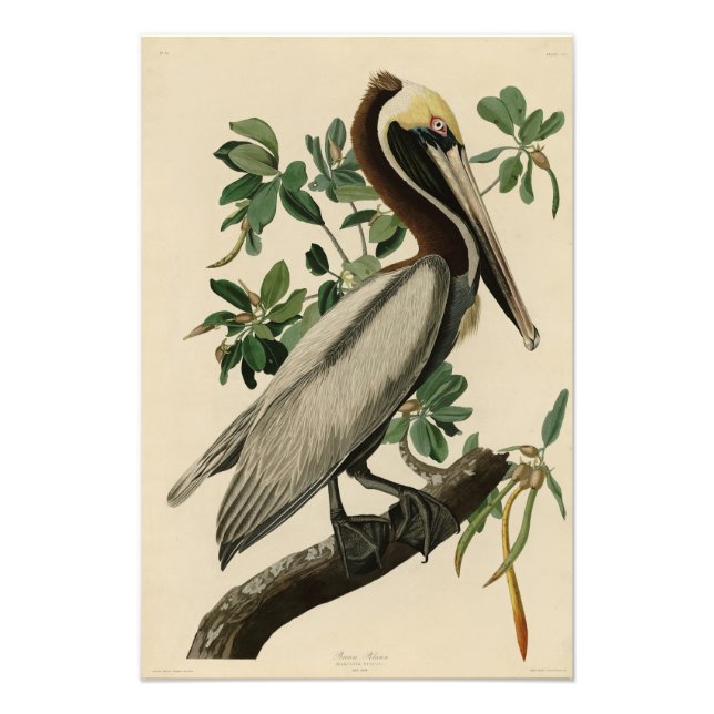 Foto Brown Pelican de los pájaros de América de Audubon (Frente)