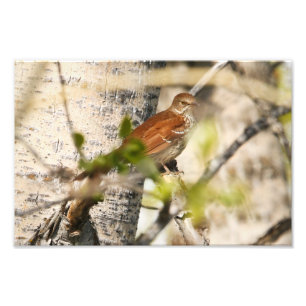 Foto Brown Thrasher
