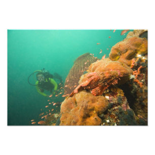 Foto buceo y escorpionfish Scorpanopsis