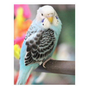 Foto Budgie