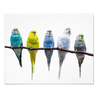 Foto Budgies