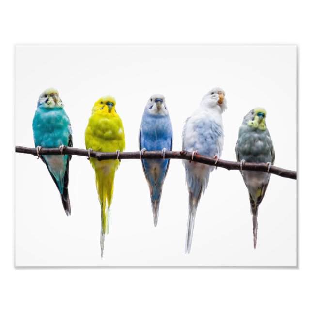Foto Budgies (Frente)