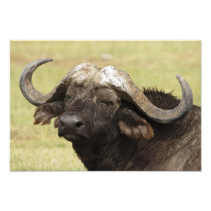 Foto Búfalo africano, Syncerus caffer
