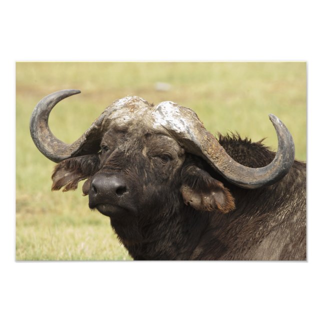 Foto Búfalo africano, Syncerus caffer (Frente)